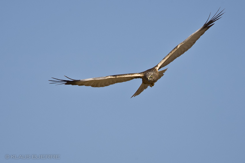 Marsh Harrier_KBJ9578.jpg - Marsh Harrier male - Kibbutz Elot